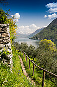 Olivenweg, Gandria, Lugano, Luganer See, Lago di Lugano, Kanton Tessin, Schweiz