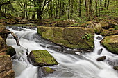 River Fowey at Golitha Falls National Nature Reserve, sessile oak woodland, Bodmin Moor, Cornwall, England, Great Britain