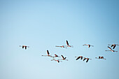 Group of falmingos flying along a clear blue sky, Luderitz, Namibia, Africa