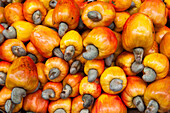 Cashew fruits, Pelourinho, Salvador, Bahia, Brazil