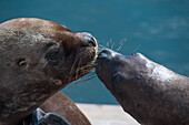 Sea lions, Iquique, Tarapaca, Chile
