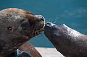 Seelöwen, Iquique, Tarapaca, Chile