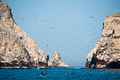 Vogelscharm über dem Pazifik, Nationalreservat Paracas, Ballestas Inseln, Peru