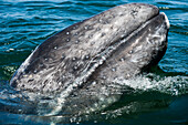 Grauwal (Eschrichtius robustus), Loreto, Baja California Sur, Mexiko