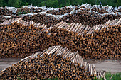 Tree logs for transport, Volga-Baltic Canal, Russia
