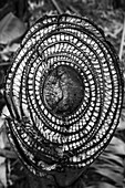 Cross section of a banana tree, La Palma, Canary Islands, Spain