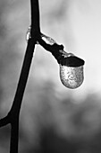 Ice crystal on a twig, Germany