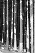 Tannen mit Schnee bedeckt, Harz, Niedersachsen, Deutschland