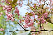 Blühender Baum, Garten.