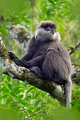 Purple-faced leaf monkey Semnopithecus vetulus.