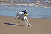 Yellow Labrador running along Norfolk beach.