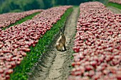 Brown Hare in tulip bulb field.