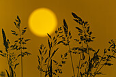 Meadow Grasses at sunset.