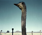 Ostrich in the desert, South Africa