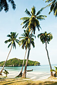 Palm trees on beach, Koh Samui, Thailand