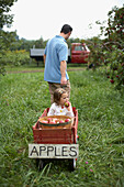 Father pulling wooden cart with daughter and apples