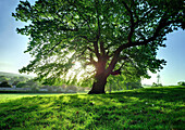 Tree in bright sunlight