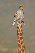 Giraffe Giraffa camelodardalis giraffa, Cape giraffe. South Africa.