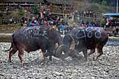 China , Guizhou province , Palle village , Bullfighting along the Bala river.