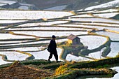 China , Yunnan province , Hani people, Yuanyang , Azheke village, rice terraces , peasant , farmer.