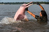 South America ,Brazil, Amazonas state, Manaus, Amazon river basin, along Rio Negro , Amazon River Dolphin, Pink River Dolphin or Boto (Inia geoffrensis). Wild dolphin being fed fish by local villager. Rio Negro, Brazil (Amazon). Threatened species (IUCN R