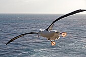 Falkland Islands, Saunders island, Black browed Albatross Thalassarche melanophrys, in flight.