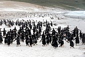 Falkland Islands, Saunders island, Gentoo Penguin Pygoscelis papua papua.