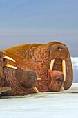 Russia, Chukotka autonomous district, Wrangel island, Pack ice, Pacific walrus Odobenus rosmarus divergens, resting on ice floe.