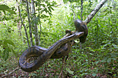 South America ,Brazil, Amazonas state, Manaus, Amazon river basin, Anaconda ,green anaconda , common anaconda( Eunectes murinus ).