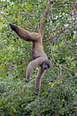South America ,Brazil, Amazonas state, Manaus, Amazon river basin, Brown woolly monkey, Common woolly monkey (Lagothrix lagotricha).