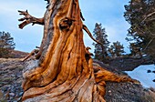 Ancient Bristlecone Pine forest, Inyo National forest, White Mountains, California, USA, America.