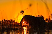 AFRICAN ELEPHANT (Loxodonta ), Okavango Delta, Botswana, Africa.