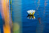 Water lily, Okavango Delta, Botswana, Africa.