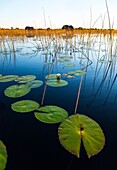 Okavango Delta, Botswana, Africa.