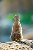 Meerkat or suricate (Suricata suricatta), Namib, Africa