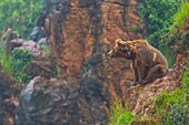 Brown bear Ursus arctos. Cabarceno Natural Park. Cantabria. Spain