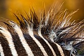 Grevy´s zebra (Equus grevyi), Kenya, Africa