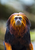 Golden-headed lion tamarin Leontopithecus chrysomelas. Apenheul Zoo, Holland.