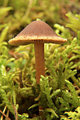 mushroom in the natural park Serranía de Cuenca. Spain.