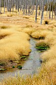 Dead snags and grasses near Obsidian Creek, Yellowstone NP, Wyoming, USA.