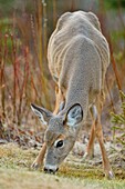 White-tailed deer (Odocoileus virginianus).