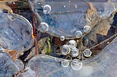 Puddle ice, trapped vegetation and trapped methane gas bubbles, Greater Sudbury (Lively), Ontario, Canada