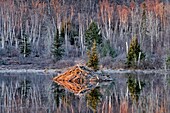 Beaverpond in early spring at dawn, with beaver lodge, Greater Sudbury , Ontario, Canada.