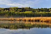 Spring aspens and reedbeds reflected in Robinson Lake, Greater Sudbury, Ontario, Canada.