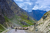 Sheep and goats being herded, Leh-Manali Highway, Himachal Pradesh, India.