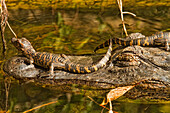 Juvenile American Alligators On Mouth And Head Of Mother, Everglades National Park, Florida.