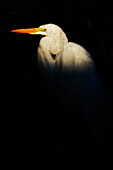 Great Egret, Everglades National Park, Florida.