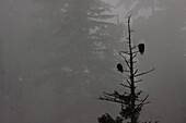 Two Mature Bald Eagles Sitting In A Tree With Mist Around Them, Haines, Alaska