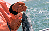 A Fisherman Uses A Fish Pick To Remove A Sockeye From A Gillnet, Bristol Bay, Alaska/N