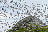 Flock Of Migrating Surfbirds Fly Near The Entrance To Port Gravina, Prince William Sound, Southcentral Alaska, Spring